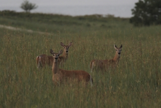 Three white-tailed deer does
