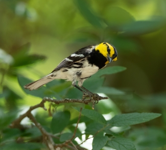 Golden-cheeked warbler