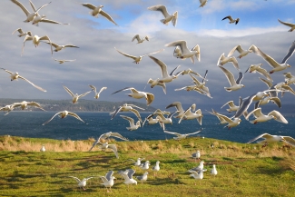 Gulls flying above a coast