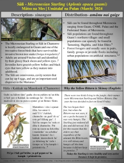 Såli (Micronesian Starling)