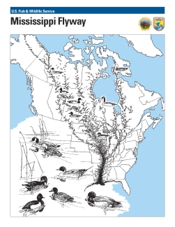 Mississippi flyway