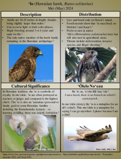 ʻIo (Hawaiian Hawk)