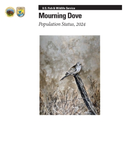 Mourning Dove Population Status, 2024