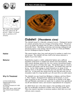 Clubshell mussel fact sheet