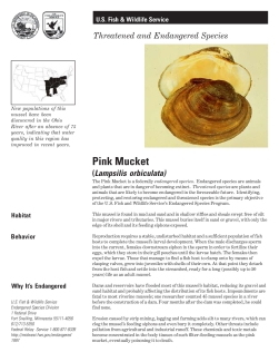 Pink mucket mussel fact sheet
