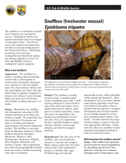 Snuffbox mussel fact sheet