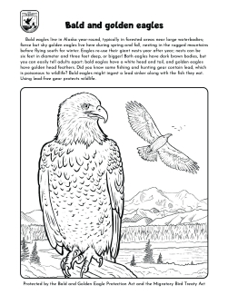 golden eagle coloring page