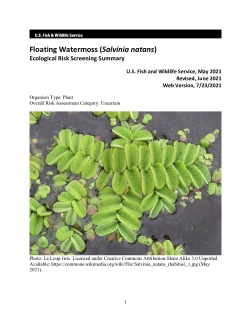Ecological Risk Screening Summary - Floating Watermoss (Salvinia natans) - Uncertain Risk