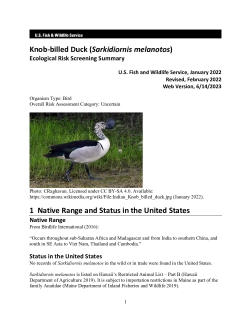 Ecological Risk Screening Summary - Knob-billed Duck (Sarkidiornis melanotos) - Uncertain Risk