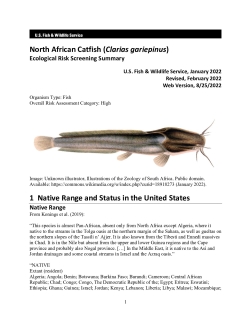PDF) Embryo-toxic effects of lead nitrate of the African catfish