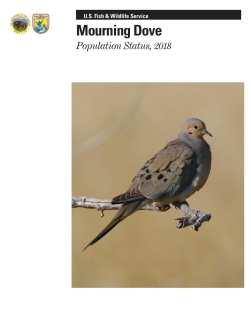 Mourning Dove Population Status, 2018