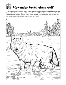 tribal wolf coloring pages