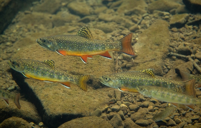 Brook Trout | FWS.gov