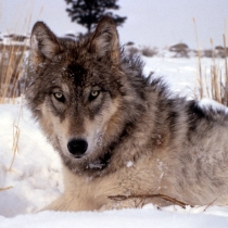 A gray wolf lays in the the snow-covered grass