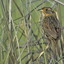 A sparrow--primarily gray and black with russet around the eyes--perches in tall marsh grass.