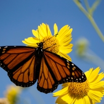 A monarch butterfly on a yellow flower