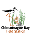 A black-necked stilt next to oysters, marsh grass and algae with words Chincoteague Bay Field Station