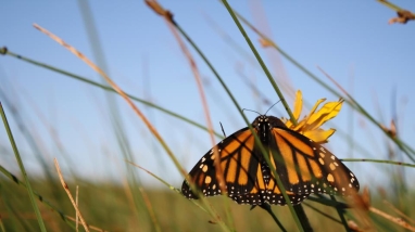 A monarch butterfly resting on a blade of grass