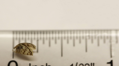 zebra mussel on a ruler