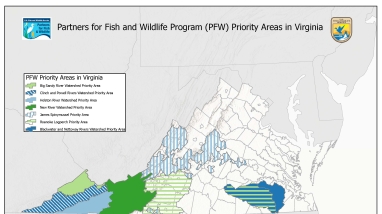 This is an image of a map showing the 7 priority work areas for the Partners for Fish and Wildlife (PFW) Program in Virginia, including the Big Sandy River Watershed Priority Area, the Clinch and Powell Rivers Watershed Priority Area, the Holston River Watershed Priority Area, the New River Watershed Priority Area, the James Spinymussel Priority Area, the Roanoke Logperch Priority Area, and the Blackwater and Nottoway Rivers Watershed Priority Area. For more information, contact David Byrd at 804-824-2412.