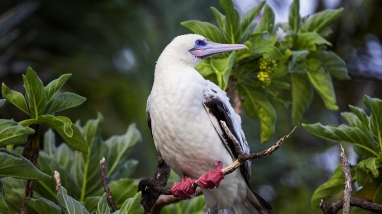 A red-footed booby sits on a branch. It had a white body with black tipped wings and red feet.