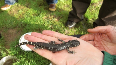 a california tiger salamander in a hand