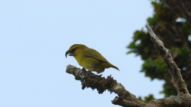 Kiwikiu sits on a branch. It is yellowish with a curved beak.
