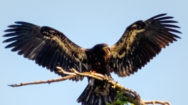 Fledgling bald eagle