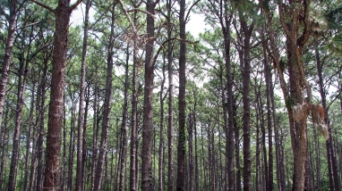 Longleaf pine forest on Pinckney Island NWR