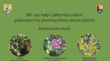 An infographic depicting the photos, common names, and scientific names of various nectar plants that are native to California and good for pollinators