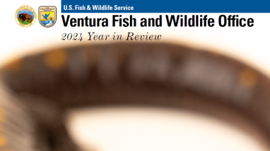 front cover of a magazine featuring a dark colored salamander with yellow spots