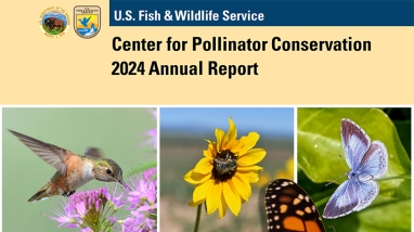 Cover of the Center for Pollinator Conservation 2024 Annual Report featuring a variety of pollinators, including a hummingbird, bees, butterflies and other insects.