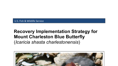 Mount Charleston blue butterfly Recovery Implementation Strategy