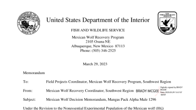 Mexican Wolf Removal Action - Mangas Pack Alpha Male 1296