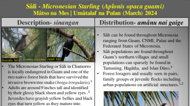 Såli (Micronesian Starling)