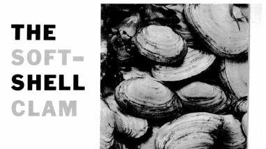 Soft-shell clam, Mya arenaria