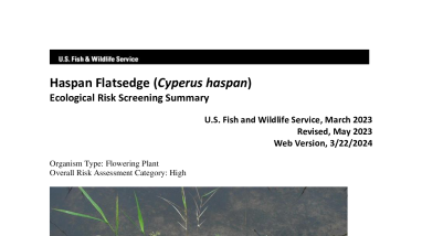 Ecological Risk Screening Summary - Haspan Flatsedge (Cyperus haspan) - High Risk