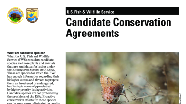 Candidate Conservation Agreements Fact Sheet