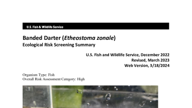 Ecological Risk Screening Summary - Banded Darter (Etheostoma zonale) - High Risk
