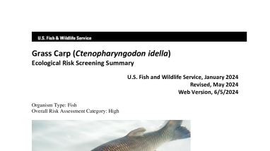 Ecological Risk Screening Summary - Grass Carp (diploid) (Ctenopharyngodon idella var. diploid) - High Risk