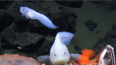 Mariana snailfish
