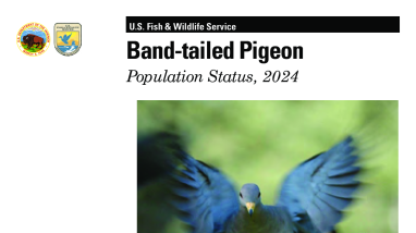 Band-tailed Pigeon Population Status, 2024