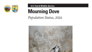 Mourning Dove Population Status, 2024