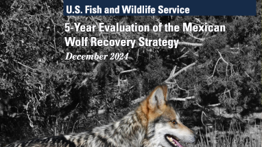 5-Year Evaluation of the Mexican Wolf Recovery Strategy