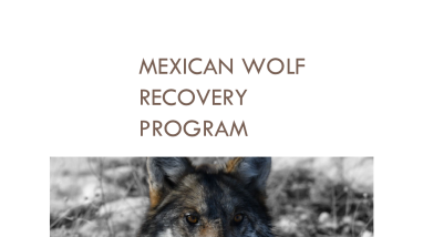 Mexican wolf 2023 annual progress report