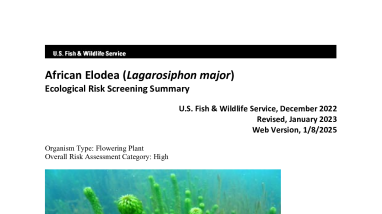 Ecological Risk Screening Summary - African Elodea (Lagarosiphon major) - High Risk