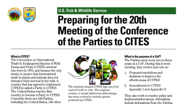 Preparing for the 20th Meeting of the Conference of the Parties to CITES