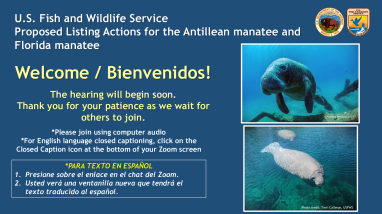 U.S. Fish and Wildlife Service Proposed Listing Actions for the Antillean Manatee and Florida Manatee