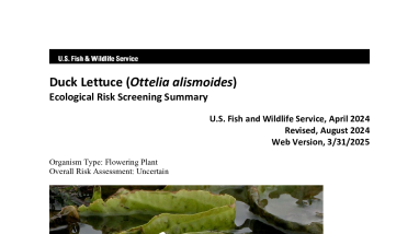 Ecological Risk Screening Summary - Duck Lettuce (Ottelia alismoides) - Uncertain Risk