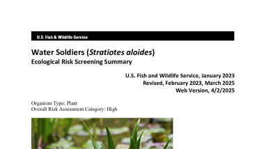 Ecological Risk Screening Summary - Water Soldiers (Stratiotes aloides) - High Risk